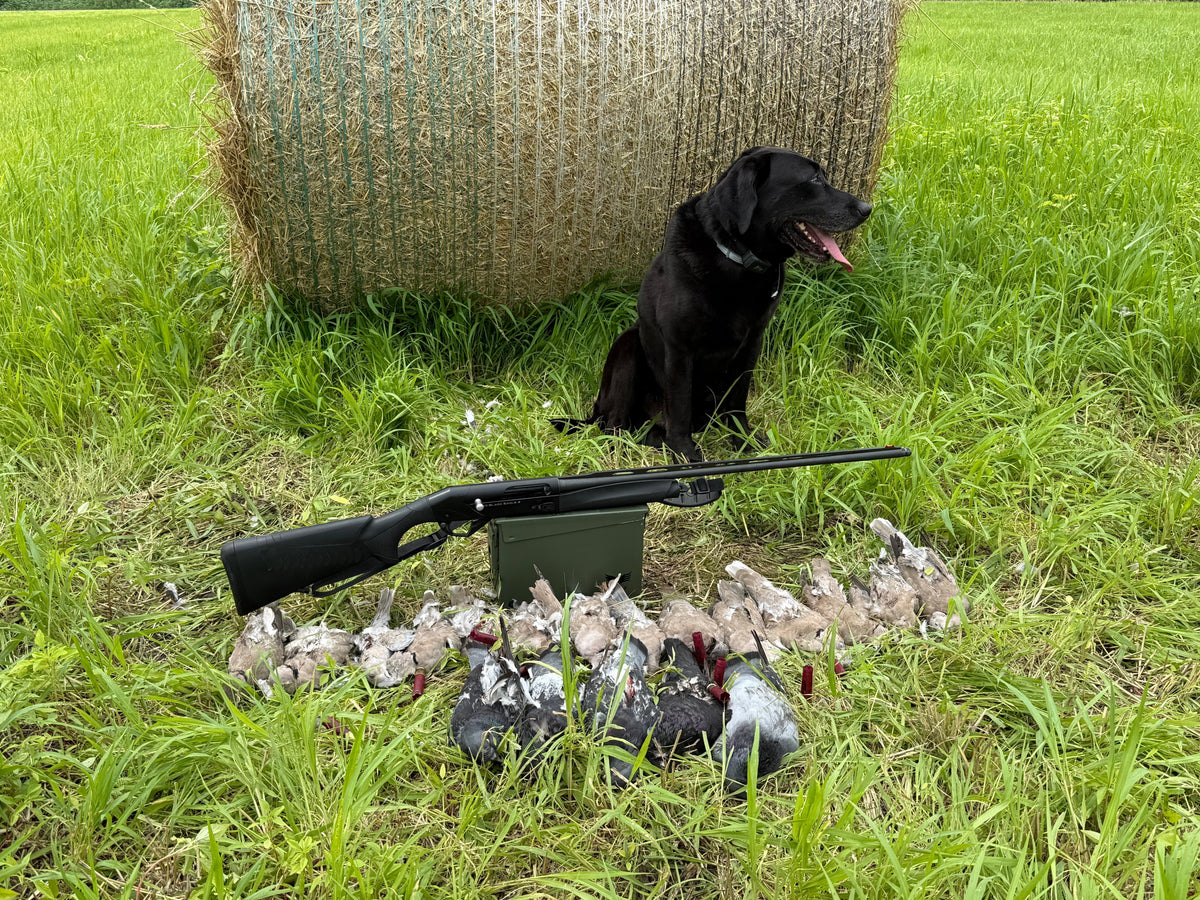 Black Lab sits proudly in front of a line of freshly harvested doves he retreived. 